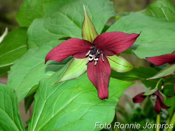 Trillium erectum